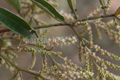 Terminalia paniculata